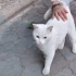 EVDEN SOKAĞA ATILAN VE KULAKLARI DUYMAYAN BULUT ACİL YUVA ARIYOR fotoğraf