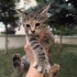 1.5 aylık yavru kediler fotoğraf