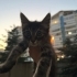 1.5 aylık yavru kediler fotoğraf