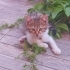 Ömürlük yuva arıyoruz 🙏😻 fotoğraf