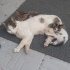Ömürlük yuva arıyoruz 🙏😻 fotoğraf