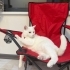 Sevimli dostumuz MEMATİ fotoğraf