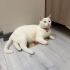 Sevimli dostumuz MEMATİ fotoğraf