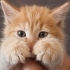 Acil yuva aranıyor fotoğraf