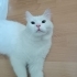 Beyazı ailesi terk etti fotoğraf