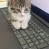 Yavru Kedi Kerem fotoğraf