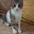 Yavru Kedi Kerem fotoğraf