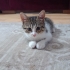 Yavru Kedi Kerem fotoğraf