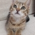 LİLA ACİL YUVA ARIYOR fotoğraf