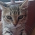 LİLA ACİL YUVA ARIYOR fotoğraf
