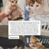 Calico rengi 40 günlük dişi yavru yuva arıyor. İstanbul/Kağıthane fotoğraf
