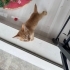 Adına Şanslı dedik, Şansı siz olun fotoğraf