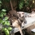 Yeni doğum yapan annemize ve bebeklere yuva fotoğraf