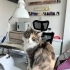 2 yaşında dişi, kısır, çipli fotoğraf