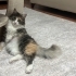 2 yaşında dişi, kısır, çipli fotoğraf
