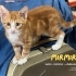 Yavru kedi Mırmır (Tek başına ya da kardeşleriyle) fotoğraf