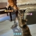 Yavru kedi Fırfır (Tek başına ya da kardeşleriyle) fotoğraf