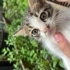 Üzgün Minnak kedi fotoğraf