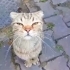 Dişi kısır 1 yaş taşınırken terk edildi fotoğraf