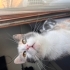 Myko Ömürlük Yuvasını Arıyor fotoğraf