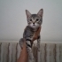 3 Aylık Tekir kızımıza Acil yuva aranıyor !! fotoğraf