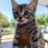 3 Aylık Tekir kızımıza Acil yuva aranıyor !! fotoğraf