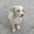 Yavru köpek, çok oyuncu fotoğraf
