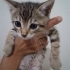 2 aylık Tekir kedimize Acil yuva aranıyor !! fotoğraf