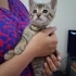 2 aylık Tekir kedimize Acil yuva aranıyor !! fotoğraf