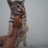 2 aylık Tekir kedimize Acil yuva aranıyor !! fotoğraf