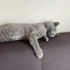 4.5 aylık erkek kediye kalıcı/geçici yuva fotoğraf