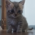 ACİL YAVRU KEDİ SAHİPLENDİRİYORUZ fotoğraf