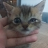 ACİL YAVRU KEDİ SAHİPLENDİRİYORUZ fotoğraf
