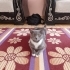 Ücretsiz Sahiplendirme fotoğraf