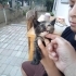 Kalıcı yuva arıyoruz fotoğraf