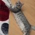 Miya için acil yuva aranıyor çocuğumun alerjisi nedeniyle sahiplendirmek zorunda fotoğraf