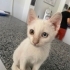 Minik Kediye Acil Yuva Arıyoruz Barınacak bir evi yok fotoğraf