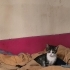 Şanslı hala yuvasını arıyor fotoğraf