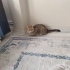 Acil ücretsiz british shorthair ömürlük yuvasını arıyor fotoğraf