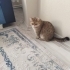 Acil ücretsiz british shorthair ömürlük yuvasını arıyor fotoğraf