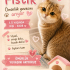 Acil ücretsiz british shorthair ömürlük yuvasını arıyor fotoğraf