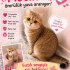 Acil ücretsiz british shorthair ömürlük yuvasını arıyor fotoğraf