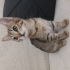 LİLA İÇİN ACİL YUVA fotoğraf