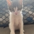 TOFU İÇİN ACİL YUVA fotoğraf