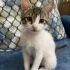 TOFU İÇİN ACİL YUVA fotoğraf