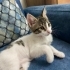 TOFU İÇİN ACİL YUVA fotoğraf