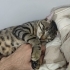 Poni ömürlük yuvasını bekliyor🐾 fotoğraf
