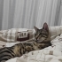 Poni ömürlük yuvasını bekliyor🐾 fotoğraf