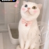 Acil ücretsiz scottishfold ömürlük yuvasını arıyoruz fotoğraf