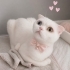 Acil ücretsiz scottishfold ömürlük yuvasını arıyoruz fotoğraf